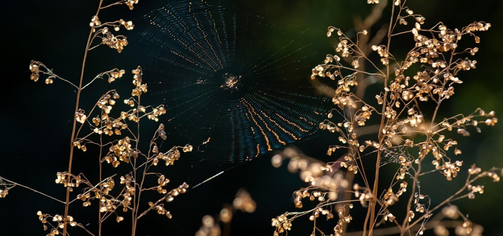[Plants]