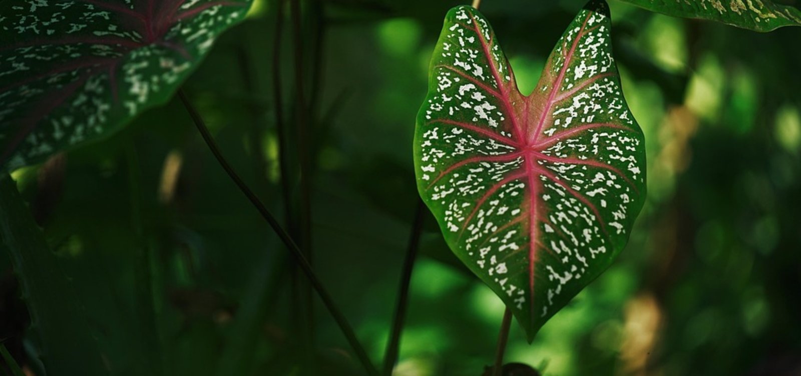[Plants]