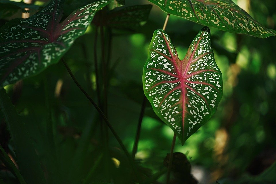 [Plants]