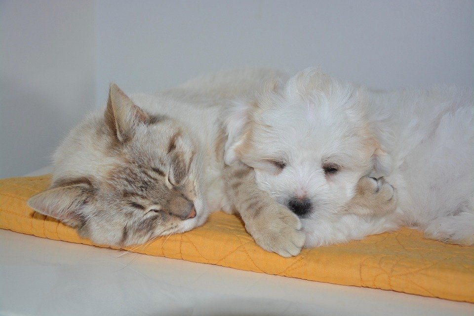 cat-2205051_960_720.jpg